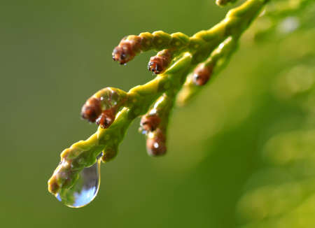 Rain drop on Thuja branch close up. Nature background.の写真素材