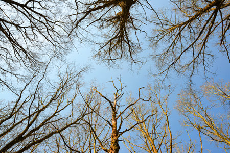 The tops of the dry trees without leaves with blue sunny sky.の写真素材
