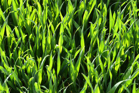 Young green wheat seedlings. Spring season. Nature background.の写真素材