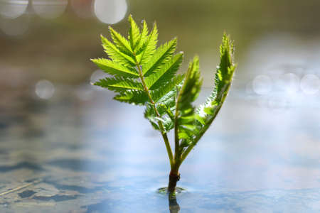 Young plant growing in puddle of water. Concept of new life.の写真素材
