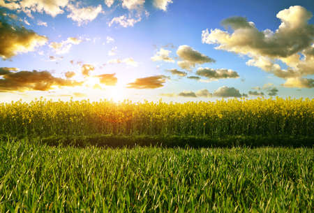 Rapeseed and wheat field with the setting sun. Spring field at sunset.