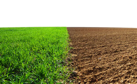 Green wheat and plowed field isolated on a white background. Agriculture theme.の写真素材