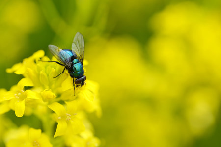 The common green bottle fly (Lucilia sericata) on a yellow flower Barbarea vulgaris. Spring season.の写真素材
