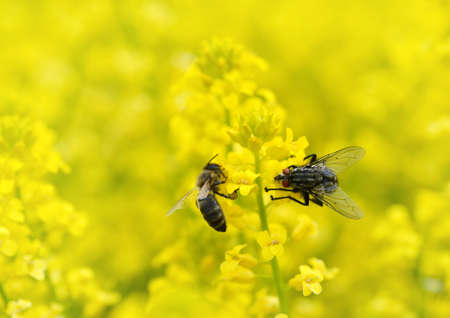 Fly with honey bee on a yellow flower Barbarea vulgaris. Spring season.の写真素材