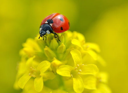 Ladybug on a yellow flower Barbarea vulgaris. Spring season.の写真素材