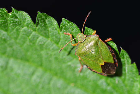 Green Shield Bug (Palomena prasina) on a nettle leaf.の写真素材
