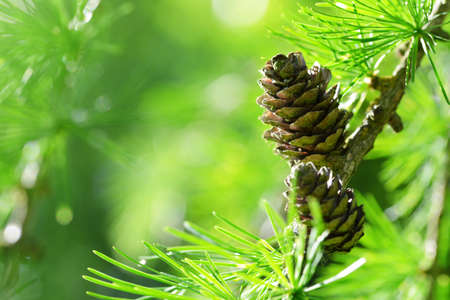 Branch of Larch tree Larix Decidua with cone close up. Spring nature background.の写真素材