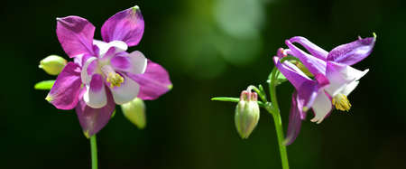 Purple Columbine flowers (Aquilegia Vulgaris) close up. Spring season. Panoramic nature background.の写真素材