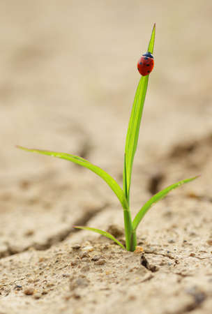 Ladybug on smal plant growing from dried cracked soil. New life concept.の写真素材