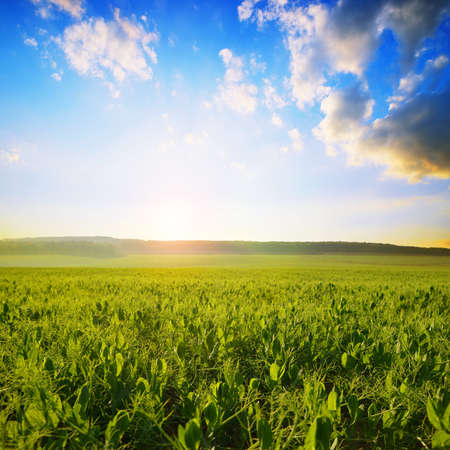 Young pea plants growing on the field at sunset. Spring landscape.の写真素材
