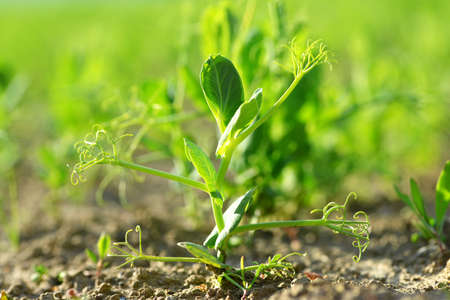 Young pea plant growing on the field. Spring season.の写真素材