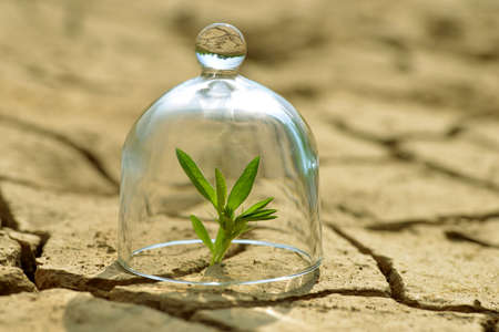 Growing plant in a glass on dry cracked earth.The concept of environmental protection or global warming.の写真素材