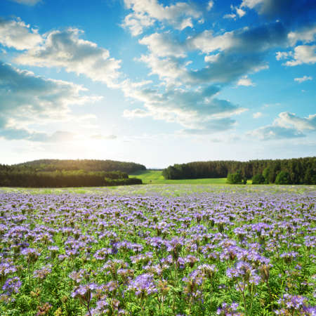 Lacy Phacelia flowers (Phacelia Tanacetifolia) growing on the field. Spring landscape at sunset.