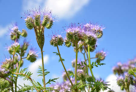 Lacy Phacelia flowers (Phacelia tanacetifolia) growing on the field. Spring season.