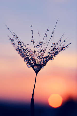 Water drops on a dandelion seed at sunrise. Morning dew closeup. Nature background.の写真素材