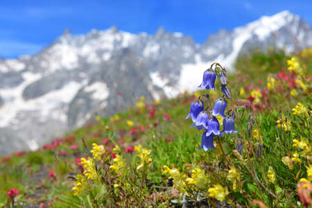 Bearded Bellflower (Campanula barbata) growing in the mountain meadow. Summer landscape with Mont Blanc massif (Monte Bianco) at the background. Aosta Valley, Italy.の写真素材