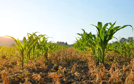 Young green corn plants growing on the field. Agricultural landscape.の写真素材