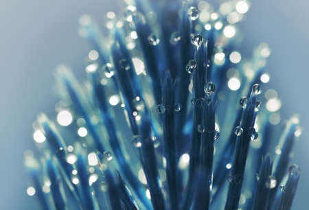 Fresh morning dew drops on Horsetail (Equisetum arvense) closeup. Nature background.の写真素材