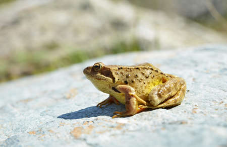 Common frog (Rana Temporaria) sitting on a stone.の写真素材