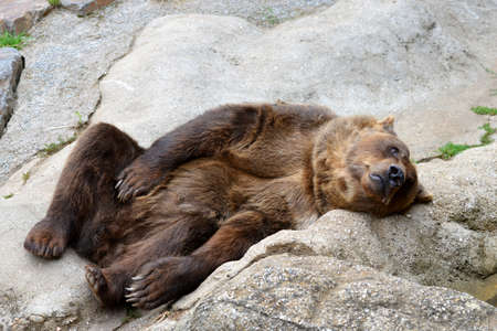 Brown bear (Ursus Arctos) lying on rock.の写真素材
