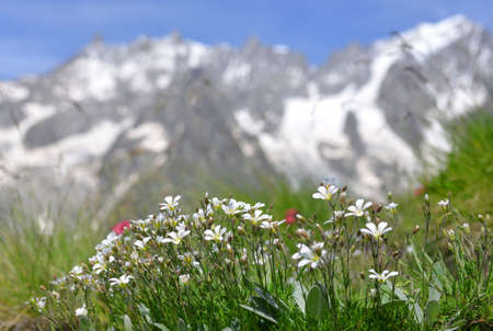 Flowers growing in the mountain meadow. Summer landscape with Mont Blanc massif (Monte Bianco) at the background. Aosta Valley, Italy.の写真素材