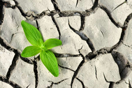 Smal plant growing from dried cracked soil. New life concept.の写真素材