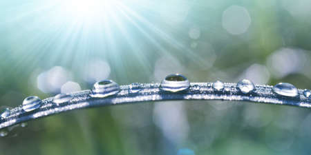 Fresh drops transparent water on the blade of the grass in the meadow. Morning dew close up. Spring or Summer nature background.の写真素材