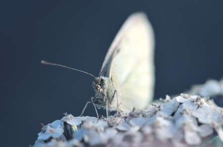 Small white butterfly genus Pieridae sitting on flower. Nature background.の写真素材
