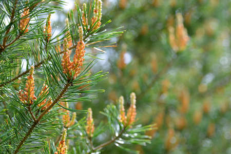Spring pine branch close up. Nature background.