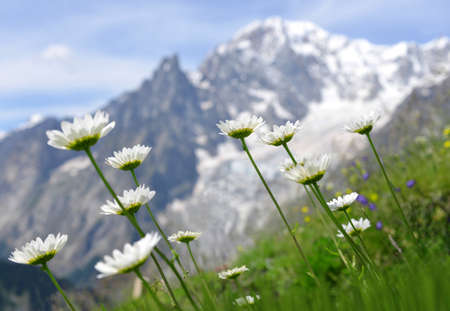Marguerite daisy flowers growing in the mountain meadow. Summer landscape with Mont Blanc massif (Monte Bianco) at the background. Aosta Valley, Italy.の写真素材