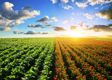 Pot Marigold (Calendula officinalis) and Soybean plants growing on the field. Spring rural landscape at sunset.の写真素材