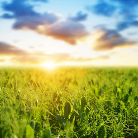 Young pea plants growing on the field at sunset. Spring landscape.