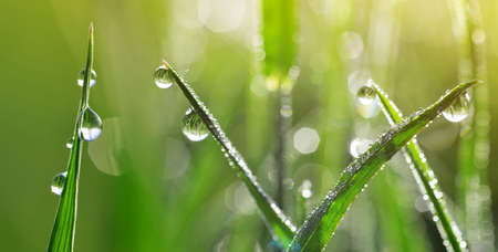 Fresh drops of water on the blade of the green grass in the meadow. Morning dew close up. Spring nature background.の写真素材
