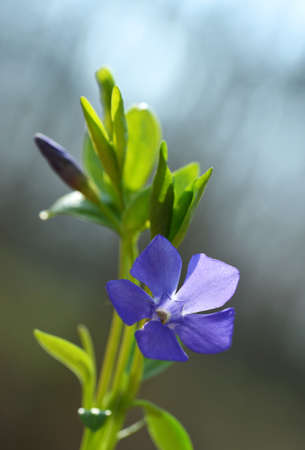 Blue flower Periwinkle (Vinca minor) close up. Spring nature background.の写真素材