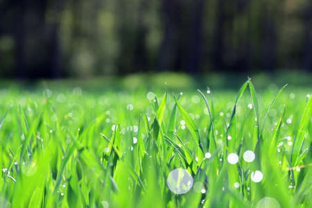 Green wheat grass field. Spring nature background.の写真素材