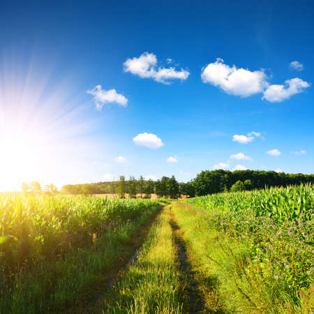 Spring rural landscape. Dirt road in corn field. Czech Republic.の写真素材
