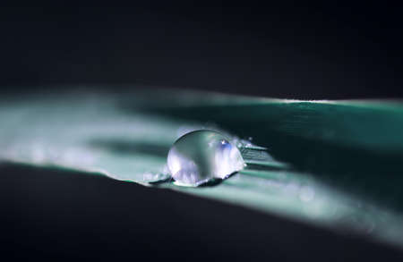 Transparent drops of water dew on grass close up. Natural background with copy space.