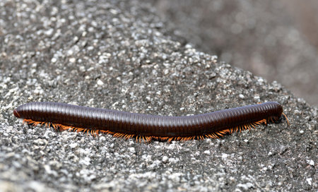 Giant African millipede (Archispirostreptus gigas) in La Digue island. Seychelles.の写真素材