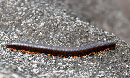 Giant African millipede (Archispirostreptus gigas) in La Digue island. Seychelles.の素材 [FY310201617953]