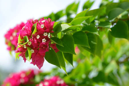 Blooming pink Bougainvillea flowers close up in sunny day.