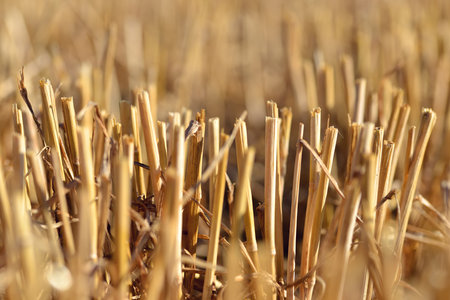 Wheat ears on the field after harvest close up.の写真素材