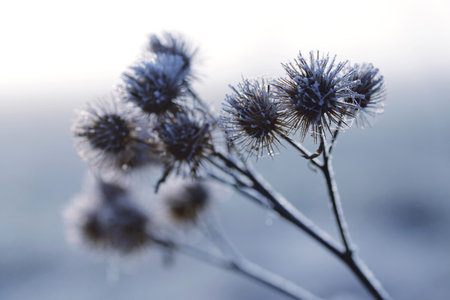 Hoarfrost on thistle close up. Winter nature background.の写真素材