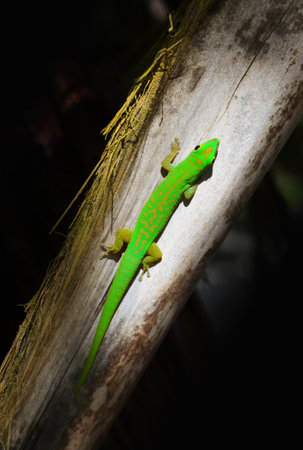 Green gecko, Phelsuma Astriata. Lizard endemic to the Seychelles.の写真素材