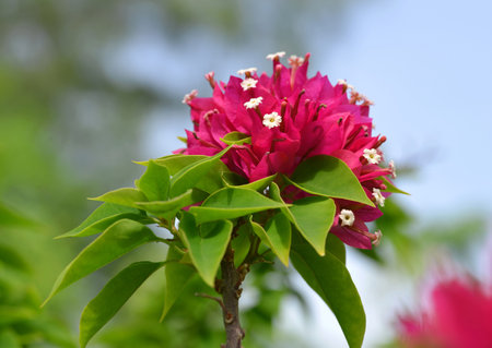 Blooming pink Bougainvillea flowers close up in sunny day.の写真素材