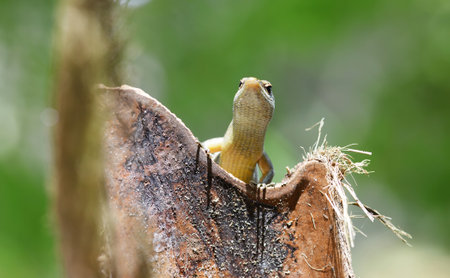 The Seychelles skink (Trachylepis seychellensis) lizard endemic to the Seychelles.の写真素材