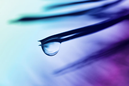 Drop of rain on the needles of the pine branch close up. Nature background.の写真素材