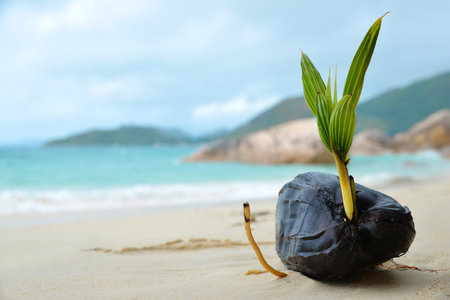 Coconut tree sprout on the tropical beach Anse Boudin, Praslin island, Seychelles.の写真素材