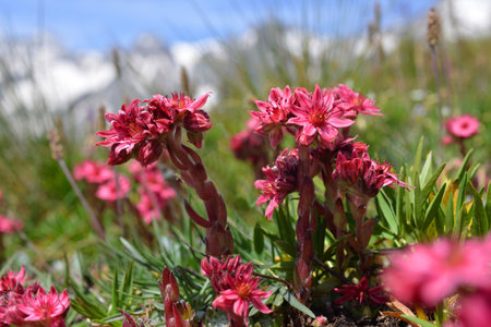 Close-up of beautiful pink flowers Sempervivum montanum or Houseleeks growing in the mountain meadow.の写真素材