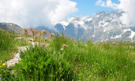 Alpine pasqueflower ( Pulsatilla alpina ) in the mountain meadow. Summer landscape near Breuil-Cervinia, Aosta valley, Italy.の写真素材