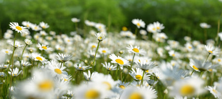 Marguerite daisies on the meadow. Spring flower.の写真素材